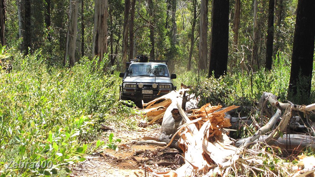 15-Grub makes a new path around a fallen tree on Shady Creek Track.JPG